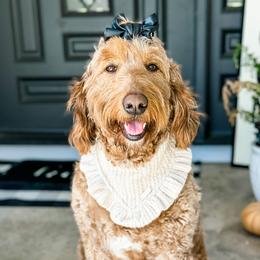Reece - Goldendoodle