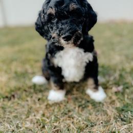 Tux - Phantom male Goldendoodle puppy in Caldwell, Idaho from Boise Doodle Co.