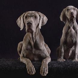 Weimaraner Puppies from About Time Weimaraners