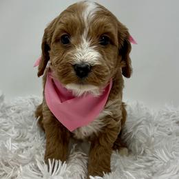 Meli's Pink Female - Apricot female Goldendoodle puppy in Great Falls, Montana from Montana Goldendoodles