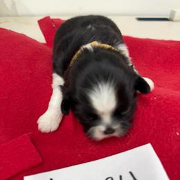Honey - Black and white female Shih Tzu puppy in Marshfield, Missouri from Hillside Loop Kennel LLC
