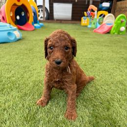Sienna - Red  female Poodle puppy in Mount Vernon, Illinois from AMC Poodles