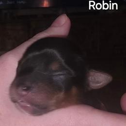Robin - Black and tan female Yorkshire Terrier puppy in San Angelo, Texas from Eleventyseven Yorkies