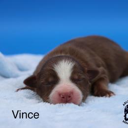 Vince - Red tri male Miniature Australian Shepherd puppy in Weeki Wachee, Florida from Arlington's Mini Aussies