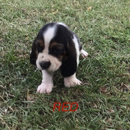 Red - Black brown and white male Basset Hound puppy in Valley, Alabama from Beverly's Bassets