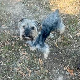 Bear - Yorkshire Terrier