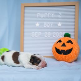 Boy 2 - White and red male Nederlandse Kooikerhondje puppy in Austin, Texas from Emma Vescovo