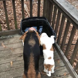 Basset Hound and Labrador Retriever Puppies from PARK’s Family Farm