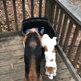 Basset Hound and Labrador Retriever Puppies from PARK’s Family Farm