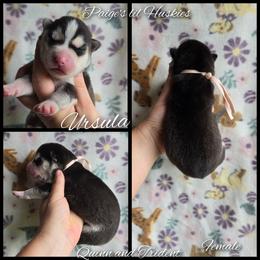 Ursula - Black and white female Siberian Husky puppy in Bloomfield, Indiana from Paiges lil huskies