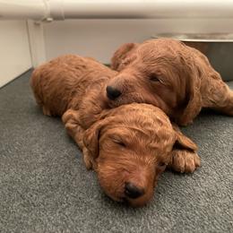 Golden Retriever and Poodle Puppies from Wrights Mountain Goldens