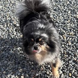 Pomeranian puppies from High Rocking Pom Poms