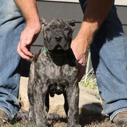Green Collar - Tiger male Perro de Presa Canario puppy in Pocahontas, Illinois from Cabeza Grande Kennel