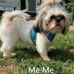 Me-Me - Shih Tzu