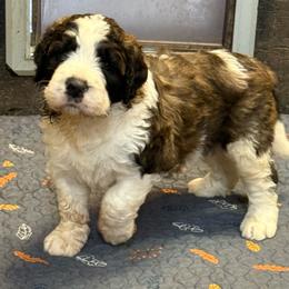 Maximus - Brown and white male Saint Berdoodle puppy in San Antonio, Texas from Mammoth Doodles