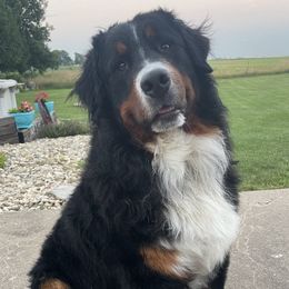 Finn - Bernese Mountain Dog