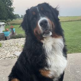 Finn - Bernese Mountain Dog