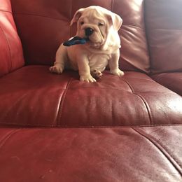 Bulldog Puppies from Black Creek English Bulldogs