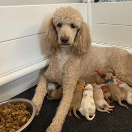 Poodle Puppies from Graceful Poodle Paws