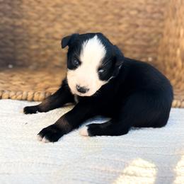 Rainbow - Black tri-color female Australian Shepherd puppy in Unionville, Iowa from Soap Creek Kennels