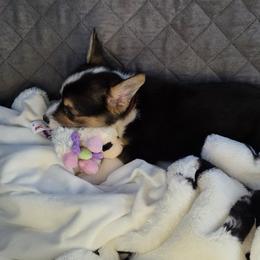 Pembroke Welsh Corgi Puppies from Ruidoso's Crowned Companions