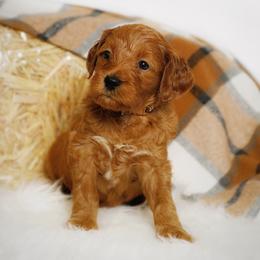 Treat - Red  female Goldendoodle puppy in Mendon, Massachusetts from Comfort & Cuddle Co