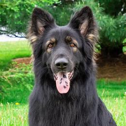 Shiloh Shepherds from Nocturnal Farm Shiloh Shepherds