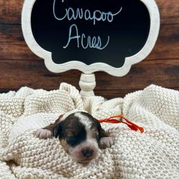 Joey - Brown white and tan male Cockapoo puppy in Lancaster, Missouri from Cavapoo Acres