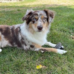 June - Australian Shepherd
