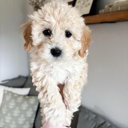 Lily - female Cavapoochon puppy in Morris, Pennsylvania from Heartland Puppies