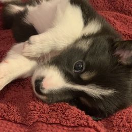 Border Collie Puppies from Best Friend Borders