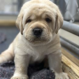 Boy green - Yellow male Labrador Retriever puppy in Mount Airy, Maryland from Fruity Labradors