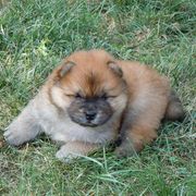 Chow Chow Puppies from Vickie Ireland