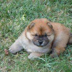 Chow Chow Puppies from Vickie Ireland