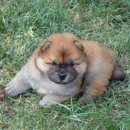 Chow Chow Puppies from Vickie Ireland
