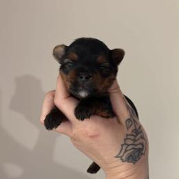 Sammy - Black and tan male Yorkshire Terrier puppy in Georgia from Nalley Kennels