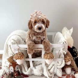 Sleepy - Apricot female Goldendoodle puppy in Payson, Utah from The Puppy Nest