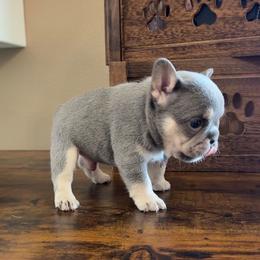 Burger - Blue male French Bulldog puppy in Las Vegas, Nevada from Haus of Sin City Hunz