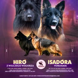 German Shepherd puppies from Vom Schön Traumhund