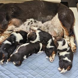 Basset Hound Puppies from Tater's Tots