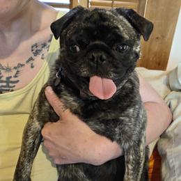Pug All Grown Up from Kapelac's Royal Pugs