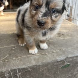 Girl 4 - Blue merle Australian Shepherd puppy in Michigan from RebelRiver Ranch-Australian Shepherds
