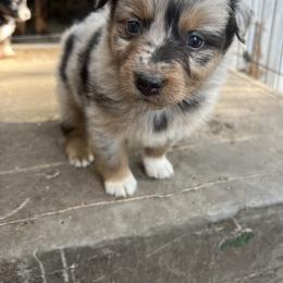 Girl 4 - Blue merle Australian Shepherd puppy in Michigan from RebelRiver Ranch-Australian Shepherds