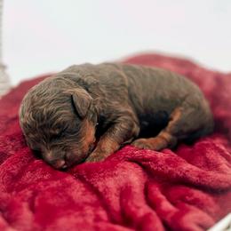 Dubai - Phantom male Goldendoodle puppy in North Carolina from Tuxedo Mountain Doodles