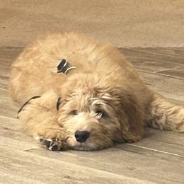 Goldendoodles from Oodles of Doodles LLC