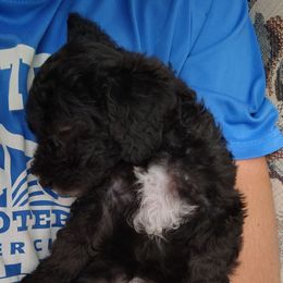 Cinder - Black female Poodle puppy in Mapleton, Utah from Caboodles Of Poodles