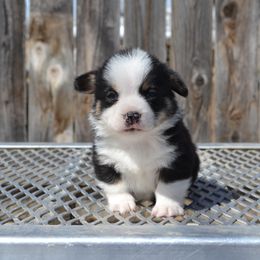 Pembroke Welsh Corgi Puppies from Farm Charm Corgis