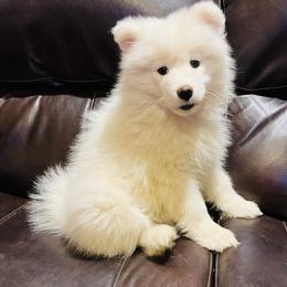 Samoyed Puppies from Better’s Samoyeds