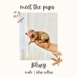 Bluey - Cream male Goldendoodle puppy in Redlands, California from Goldendoodle Pals