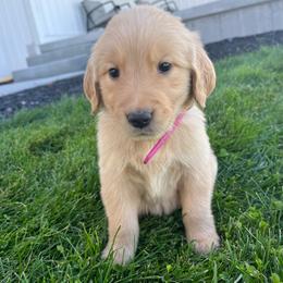 Skye - Golden female Golden Retriever puppy in Blackfoot, Idaho from Ivy’s Goldens